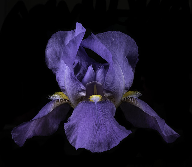 Purple Iris Lit With Strobes