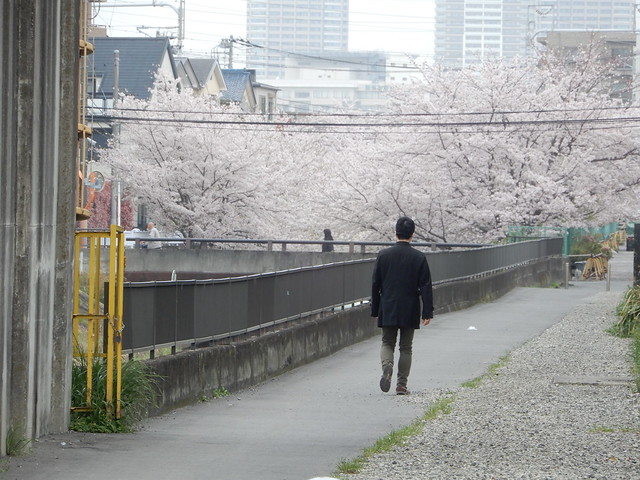 桜の渋川