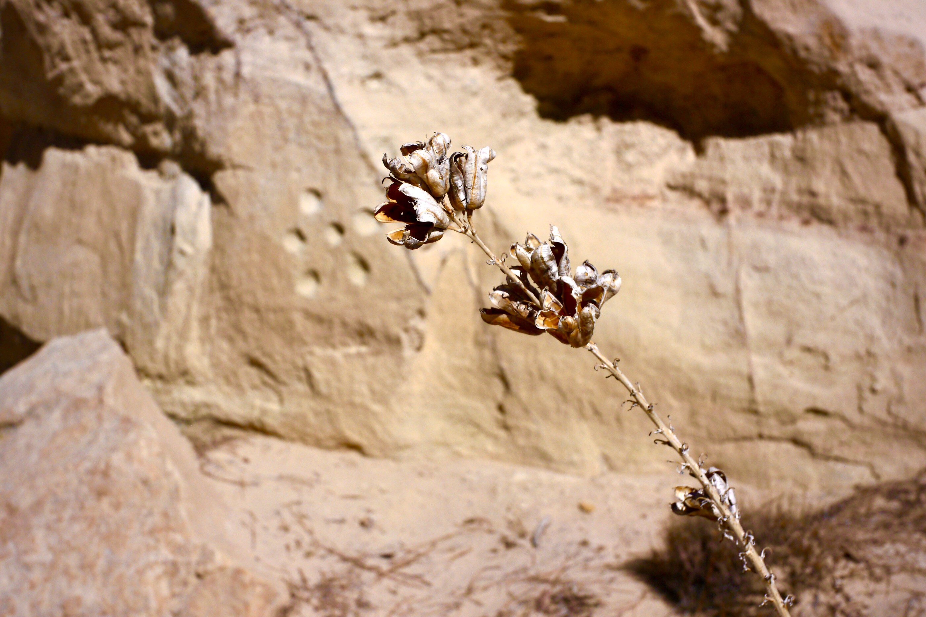 Flowering Yucca, Ojito Wilderness