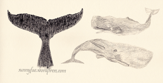 sperm whale sketches