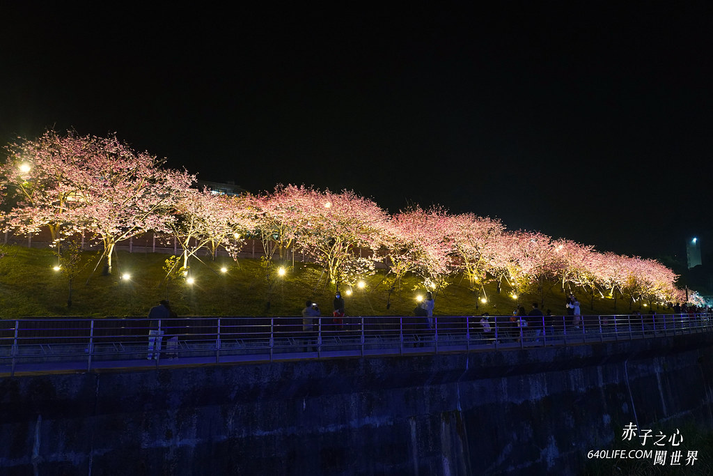 台北東湖樂活公園夜櫻季-75