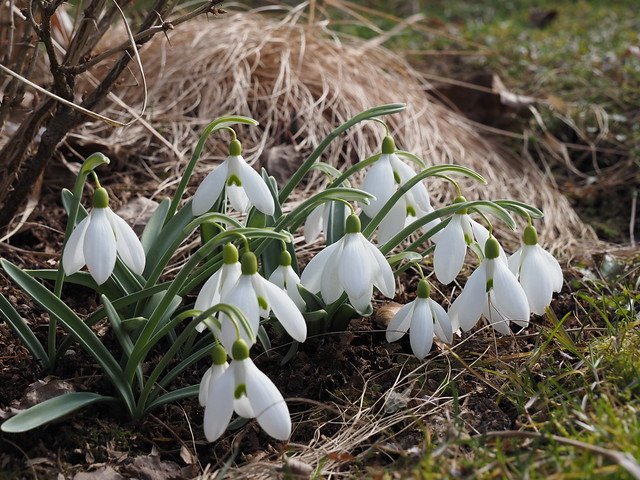 Galanthus 'Bill Bishop'