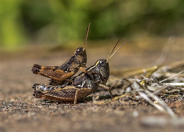 Friendly Grasshoppers ;-)