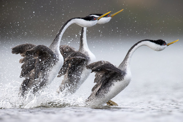Three Grebes Rushing Together