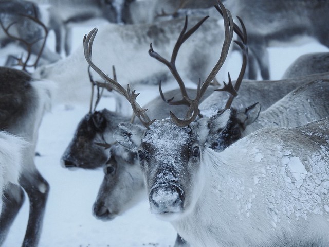 Manada de renos en la nieve (Laponia Sueca)