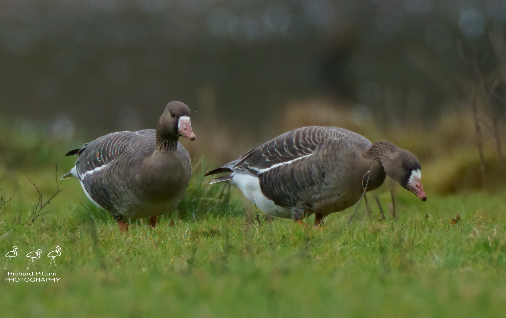 Russian White-fronted Geese
