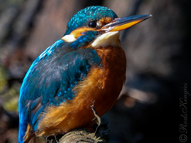 Blauet - Martin pescador - Common kingfisher - Martin-pêcheur d'Europe - Alcedo atthis