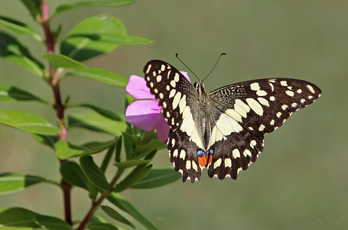 butterfly swallowtail chequered nature wildlife outdoors outside autumn wings speckles shimmering leaves green cream blue brown red chequeredswallowtailbutterfly olive goodna ipswich queensland australia aussie papillion flower vinca pink flora fauna insect