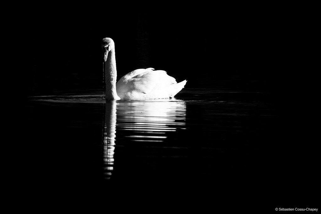 A swan in the dark 51015360932_347de1f0da_b