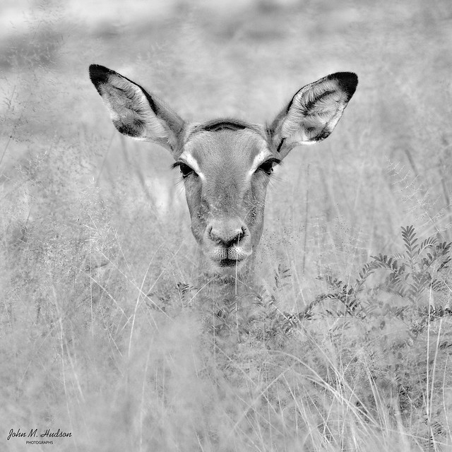 2019.06.03.1438.D500.B&W Young Antelope Female