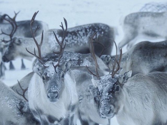 Renos cubiertos de nieve en Laponia Sueca (Postal de invierno)