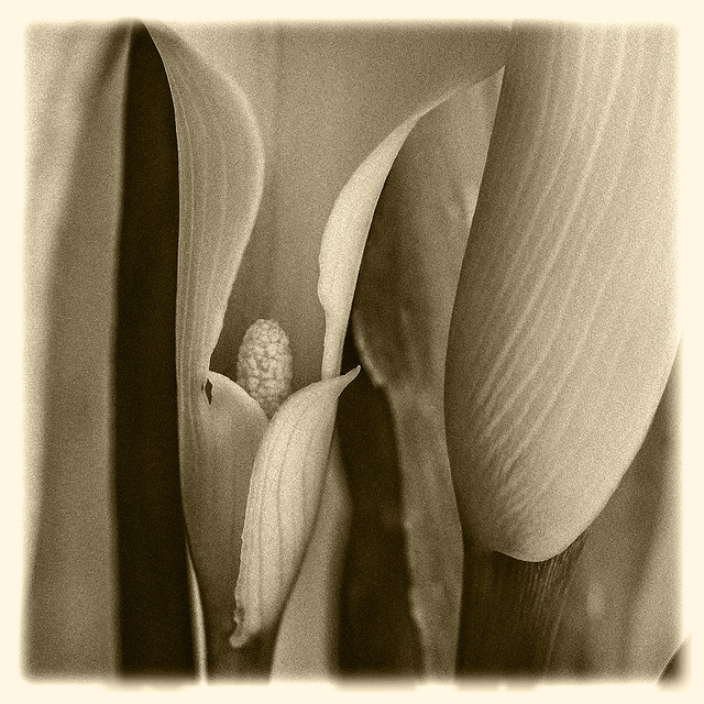 Flowers #28 2021; Calla Lily Detail