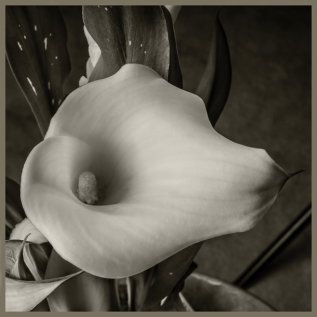 Flowers #29 2021; Calla Lily Flower
