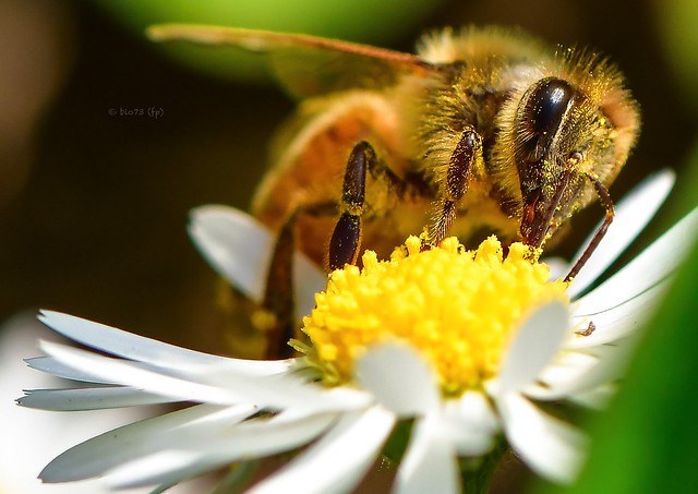 Se le api scomparissero dalla faccia della terra, all’uomo non resterebbero che quattro anni di vita. (Albert Einstein)