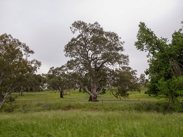 Trees in Green Field