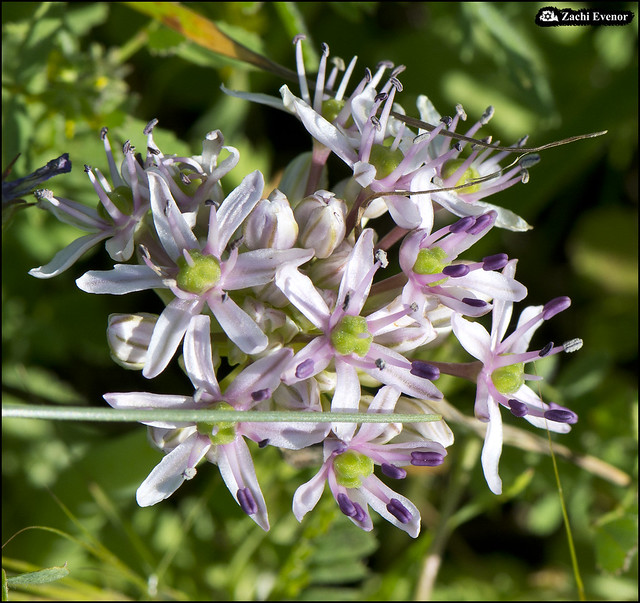 Allium tel-avivense - Flowers in Homra Hill 2021-02-26 IZE-040