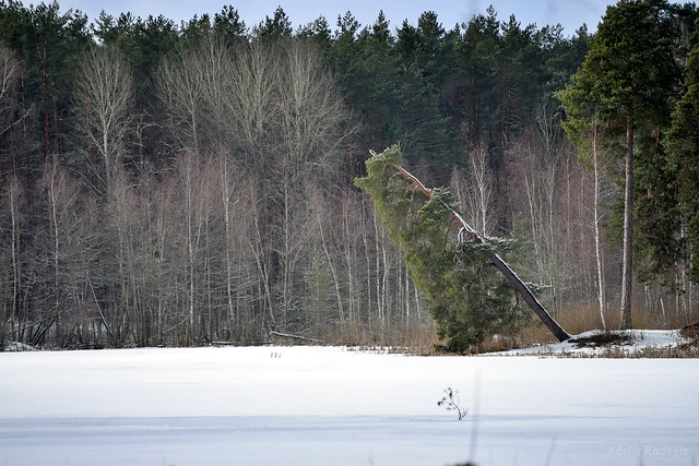 Misaligned tree over a pond in Riga, Latvia