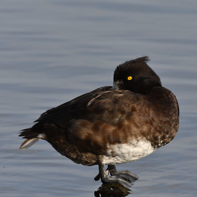 Tufted Duck ♀