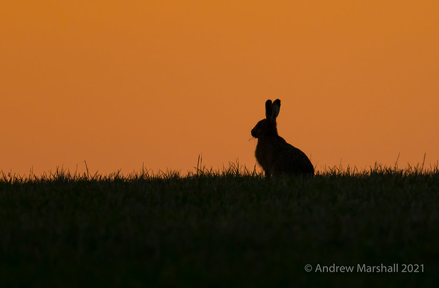Sunset hare: Heading home in the Cotswolds with a stunning sunset this lone hare was silhouetted on the hill  enjoying  a last blade of grass  before dark!