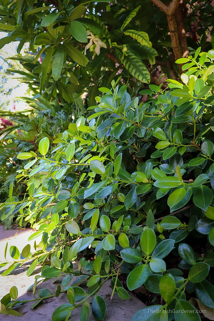 Ficus microcarpa var. crassifolia