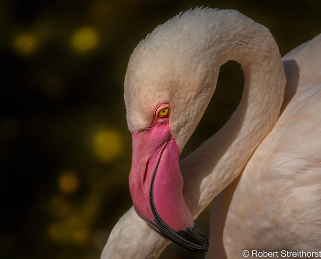 Flamingo Gold