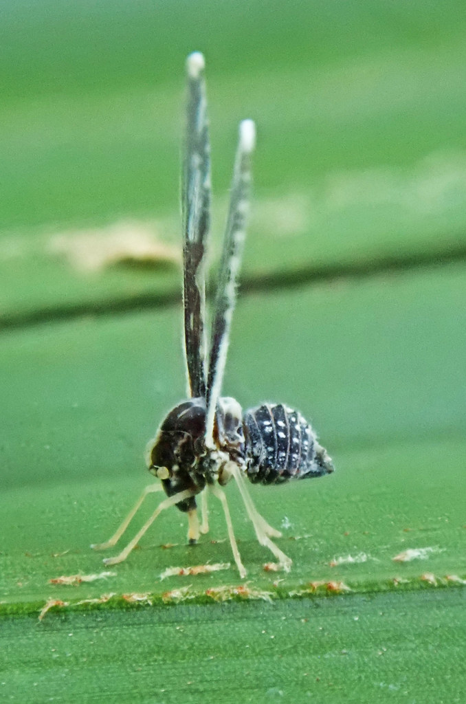 Long-winged Derbid Planthopper (Proutista sp., Derbidae)