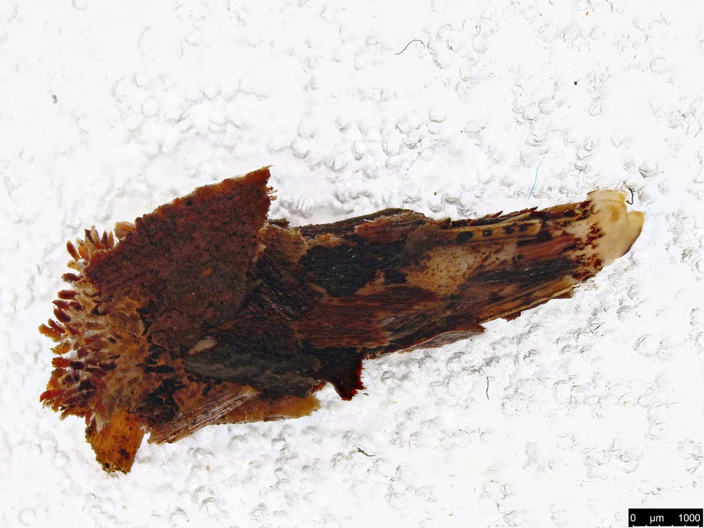 9a - Psychidae sp.
