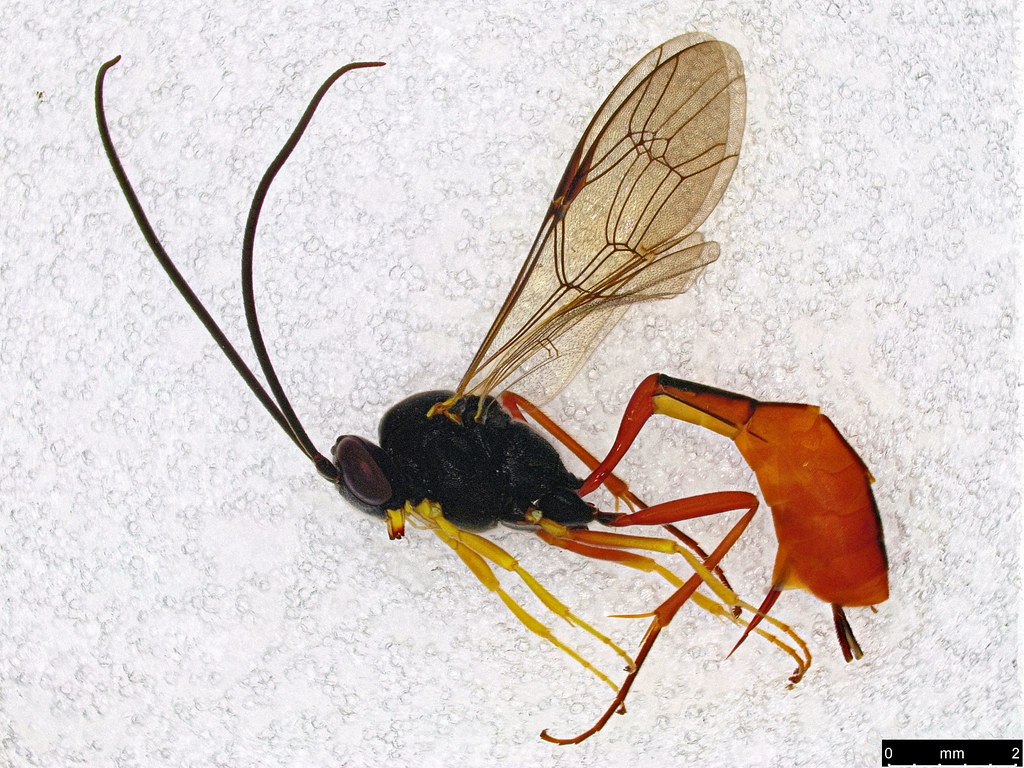 14 - Ichneumonidae sp.