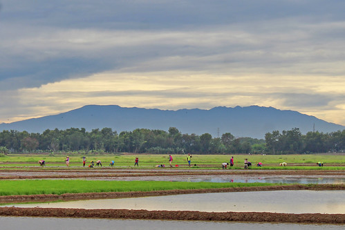 ricefield scenery landscape mountain