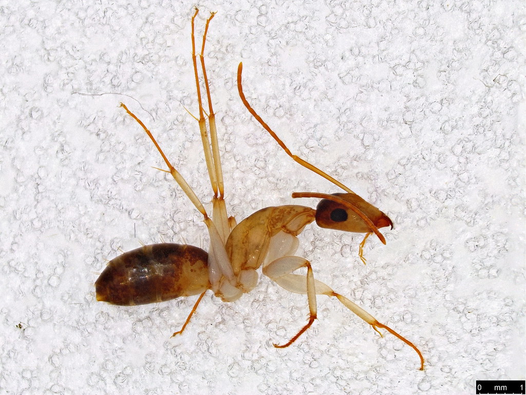 35a - Camponotus claripes Mayr, 1876