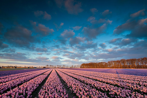 lisse zuidholland netherlands nederland holand dutch spring field hyacinth bollenstreek sunrise