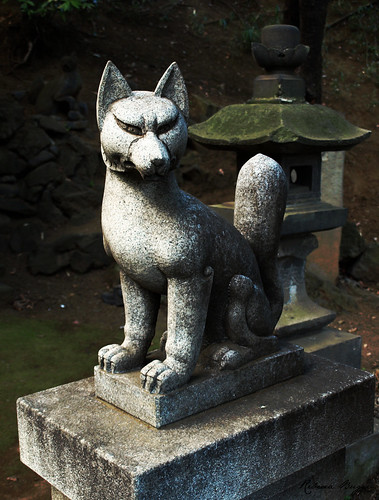 Search: kitsune | Flickr