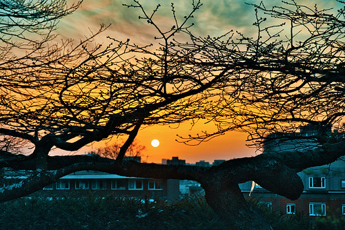 sunset sun glow evening tree houses sky cloud parkhill park gardens croydon london nikon nikond700 d700 nikkor nikkoraf28105d ghe