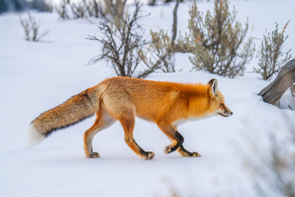 Red Fox Hunting Yellowstone National Park Winter Wildlife … | Flickr