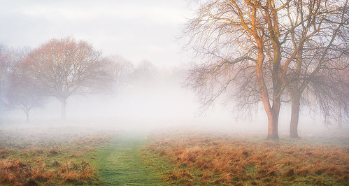 coughton warwickshire winter mist misty morningmist light landscape trees sony a7iii sigma100400mm jactoll