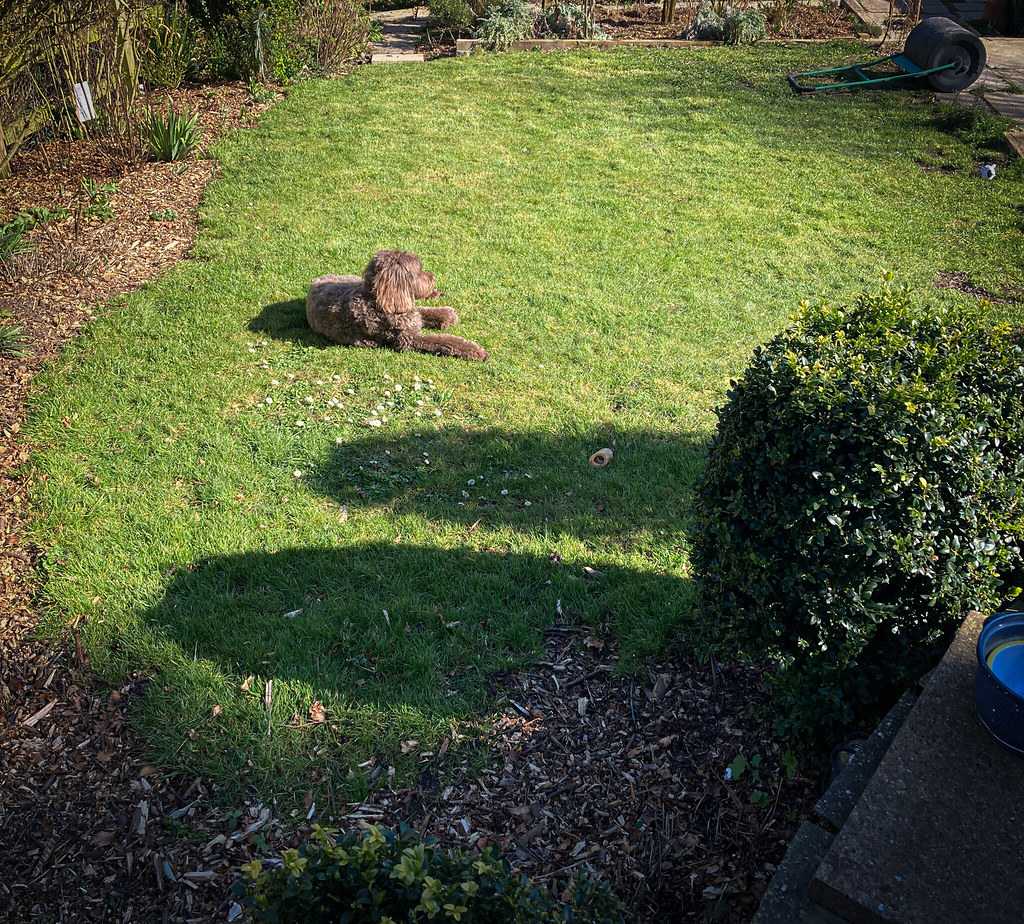 Ewok basking in the sun