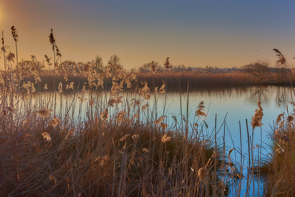 Late afternoon in the reeds