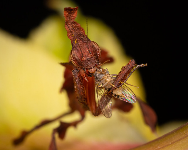 Ghost Mantis & Fruit Fly-3