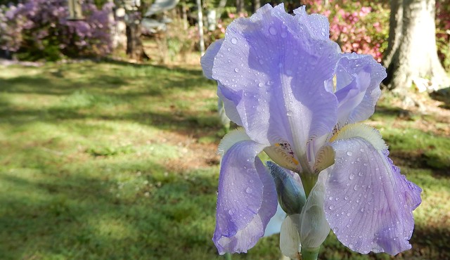 light blue iris, entire, with raindrops