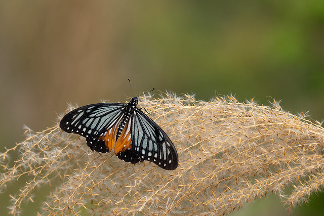 Tawny Mime (Papilio agestor) 褐斑鳳蝶