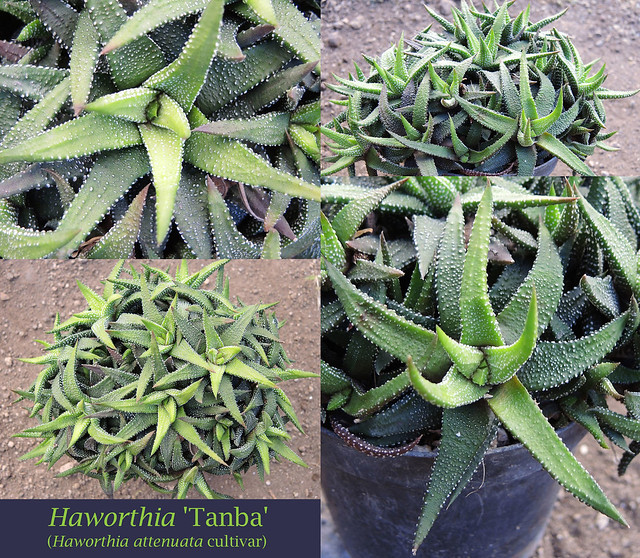 Haworthia 'Tanba' [H. attenuata cultivar] (collage)