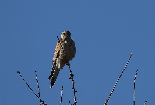 Tårnfalk (Common Kestrel / Falco tinnunculus)