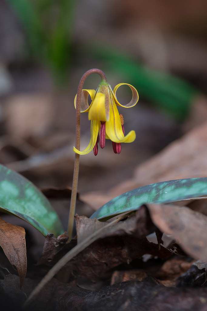 Interesting Dimpled Trout Lily flower