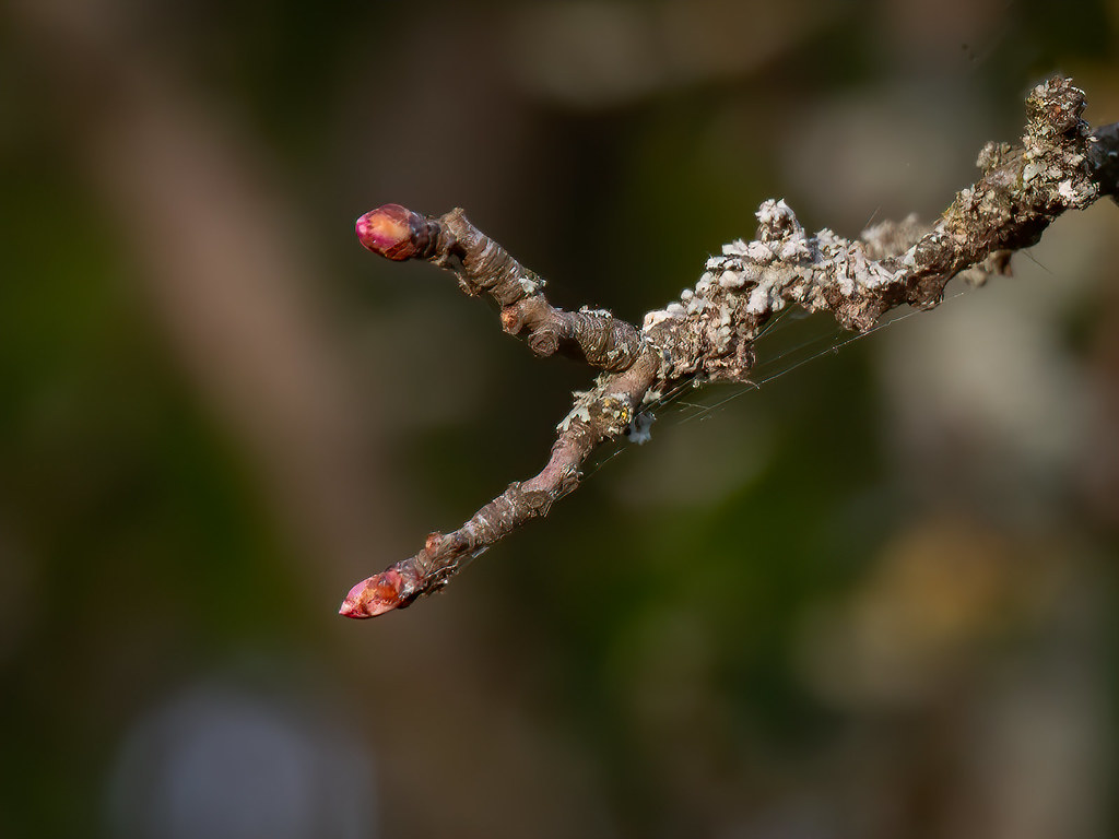 Lichens de l'hiver et bourgeons du printemps... 51022168553_52c2f1d528_b