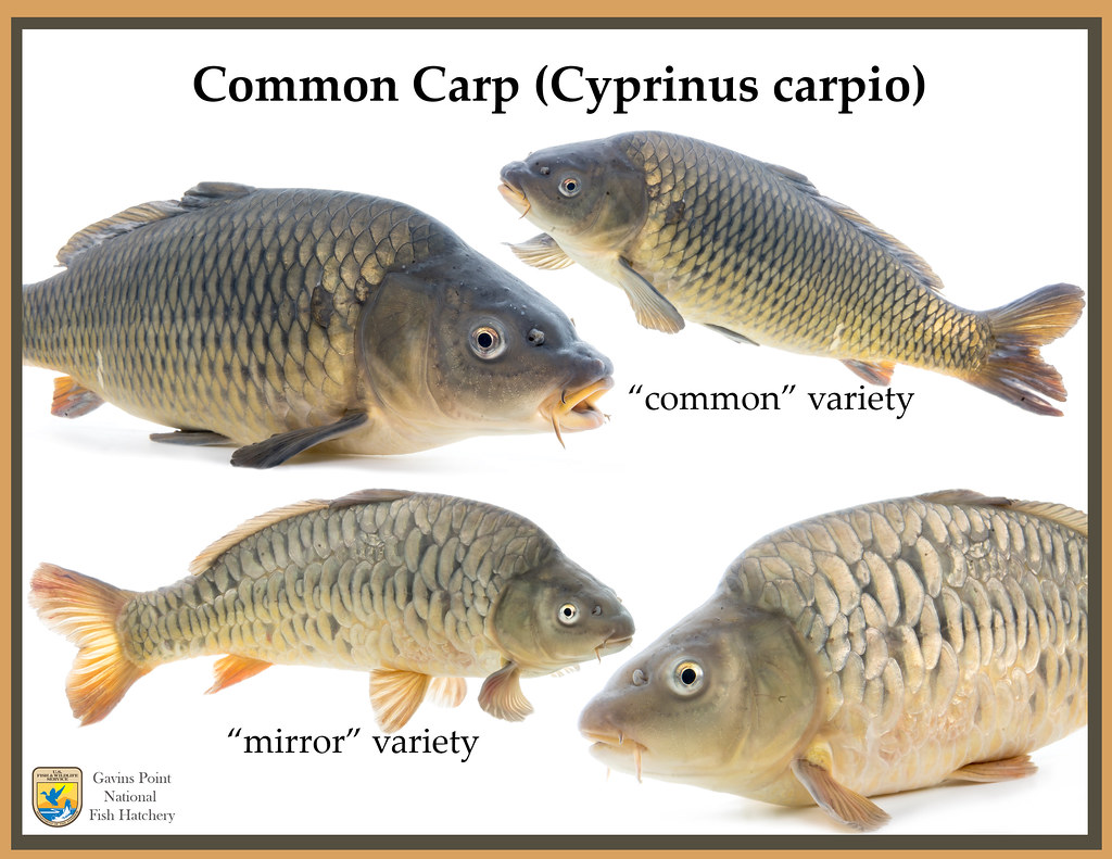 Two Varieties of Common Carp (Cyprinus carpio), Did you kno…