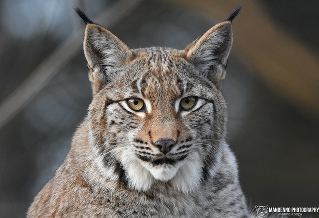 Eurasian lynx - Wildpark Anholter Schweiz