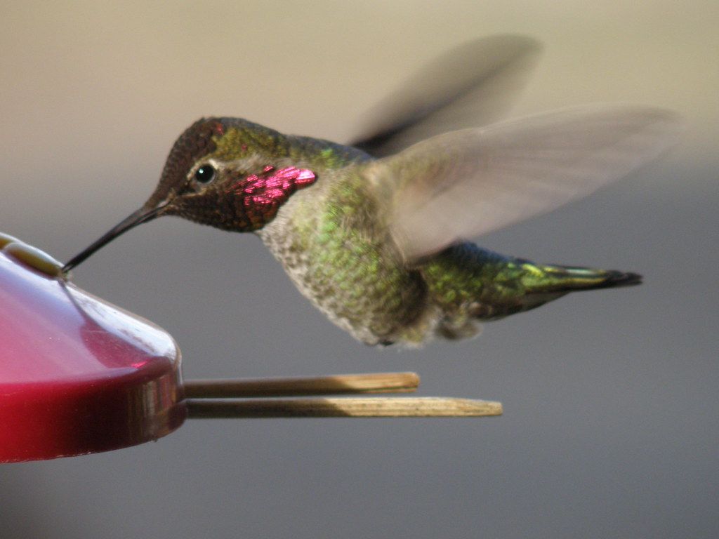 P3095022   Anna's Hummingbird, male