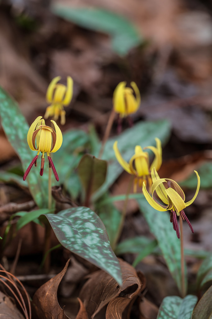 Dimpled Trout Lily group