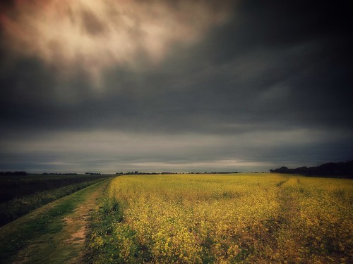 landscape skyscape farm field yellow flowers sky clouds stormy moody light mobilephotography snapseed