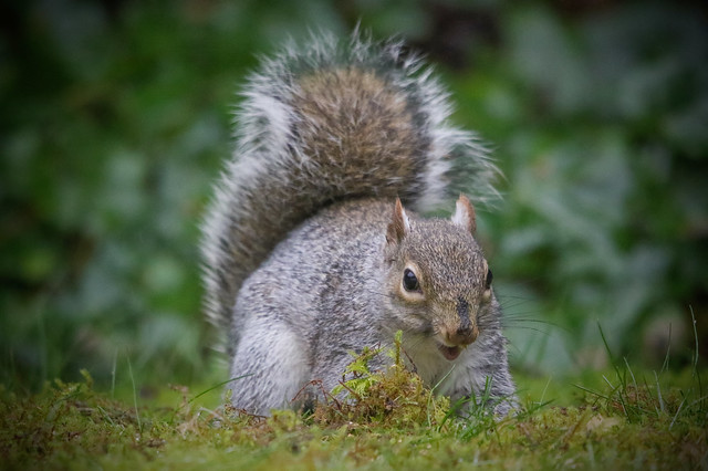 Squirrel - 'Happy He Found Some Winter Stash'